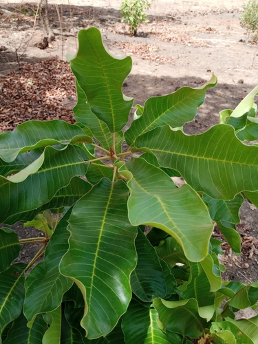 Shea Tree