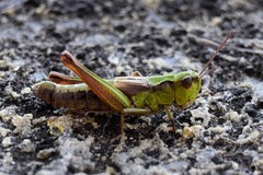 Chorthippus fallax fallax