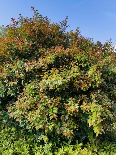 Representative image of Firmiana simplex