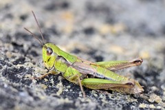 Chorthippus fallax fallax