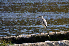 Ardea cinerea