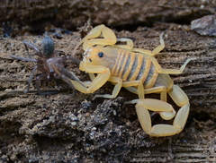 Centruroides exilicauda