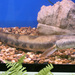 Bullseye Snakehead - Photo Melanochromis, no known copyright restrictions (public domain)