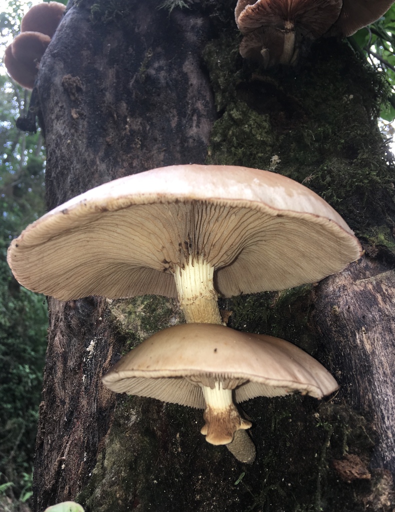 Cyclocybe cylindracea · October 2018 · photo: © crawfordaj (iNaturalist, cc0)