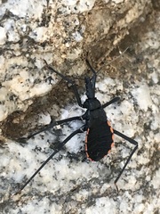 Dipetalogaster maximus