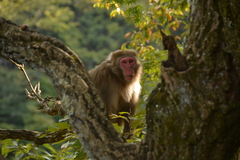 Macaca fuscata