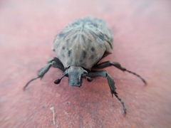 Gymnetis litigiosa