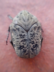 Gymnetis litigiosa