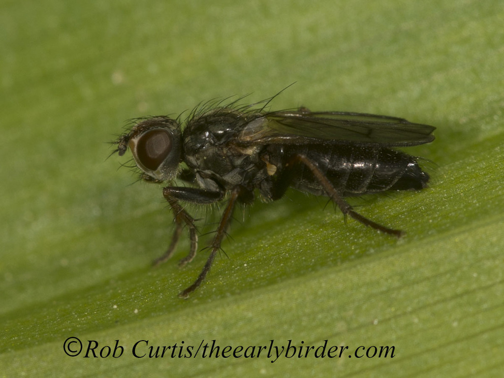 Cordilura adrogans