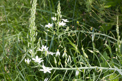 Ornithogalum pyramidale