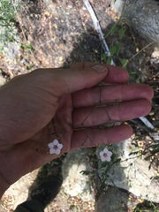 Commicarpus brandegeei