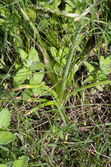Ornithogalum pyramidale