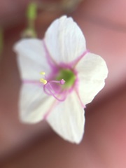 Commicarpus brandegeei