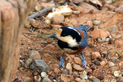 Sittiparus varius