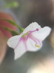 Commicarpus brandegeei