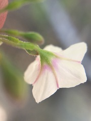 Commicarpus brandegeei