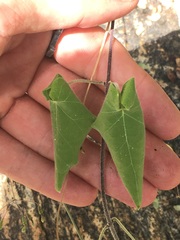 Commicarpus brandegeei