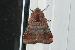 Eucoptocnemis fimbriaris