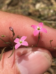 Stenotis asperuloides