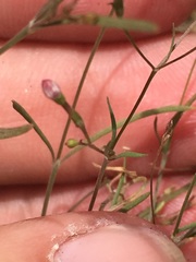 Stenotis asperuloides