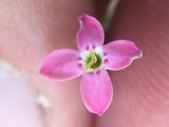 Stenotis asperuloides