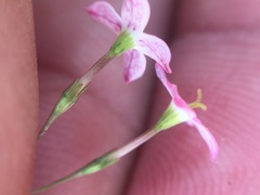 Stenotis asperuloides