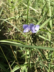 Tradescantia reverchonii