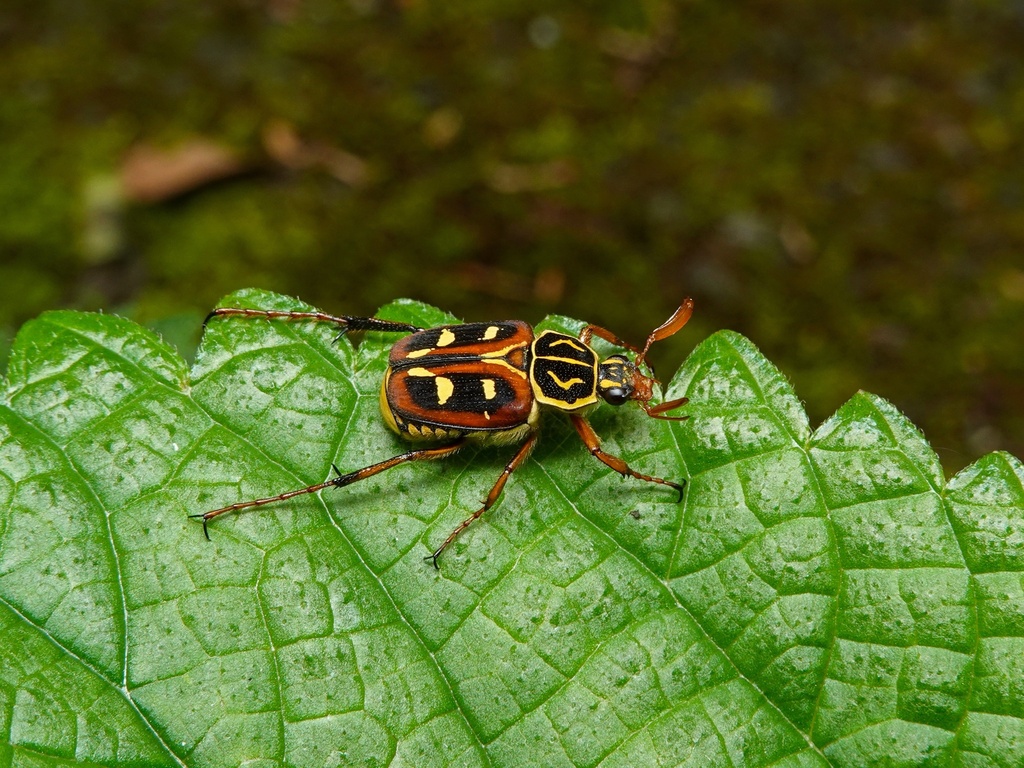 Paratrichius duplicatus