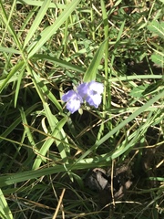 Tradescantia reverchonii