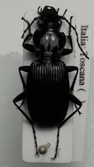 Pterostichus impressicollis