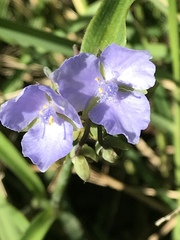 Tradescantia reverchonii