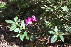 Rhododendron indicum