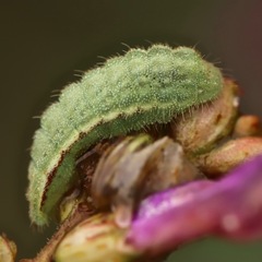 Echinargus isola