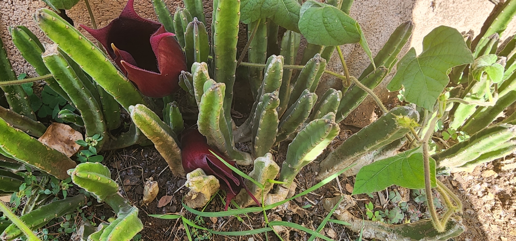 Stapelia leendertziae N.E.Br. 3