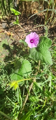 Ipomoea wightii, photograph (c) Suvarna Parbhoo Mohan, some rights reserved (CC BY-SA)