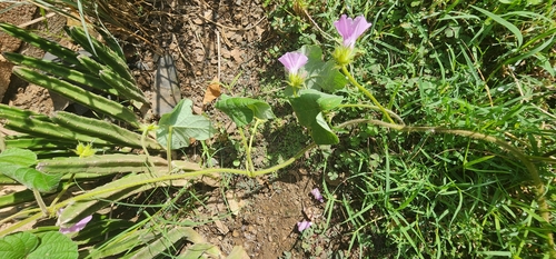Ipomoea wightii, photograph 5