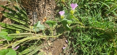 Ipomoea wightii, photograph (c) Suvarna Parbhoo Mohan, some rights reserved (CC BY-SA)