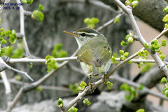 Phylloscopus coronatus