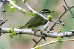 Phylloscopus coronatus
