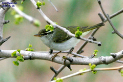Phylloscopus coronatus