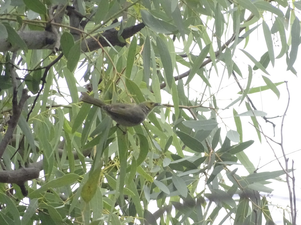 Whiteplumed Honeyeater from Willowbrook Rd, Dernancourt, SA, AU on May
