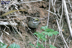 Emberiza chrysophrys