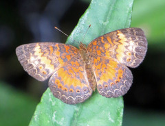 Mazia amazonica