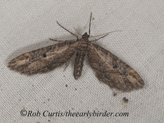 Eupithecia subapicata