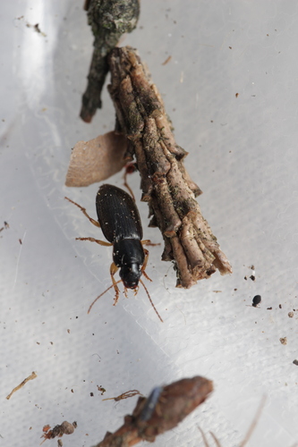 Parophonus dejeani