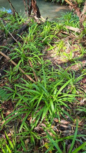 Chlorophytum comosum