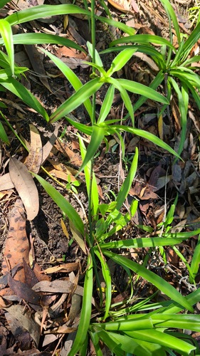 Chlorophytum comosum