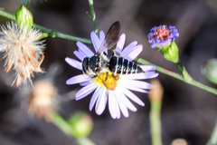 Coelioxys sayi