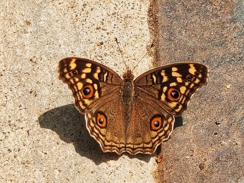 Lemon Pansy photo 4