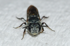 Coelioxys sayi
